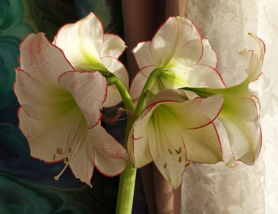 Naistepäevakingitus